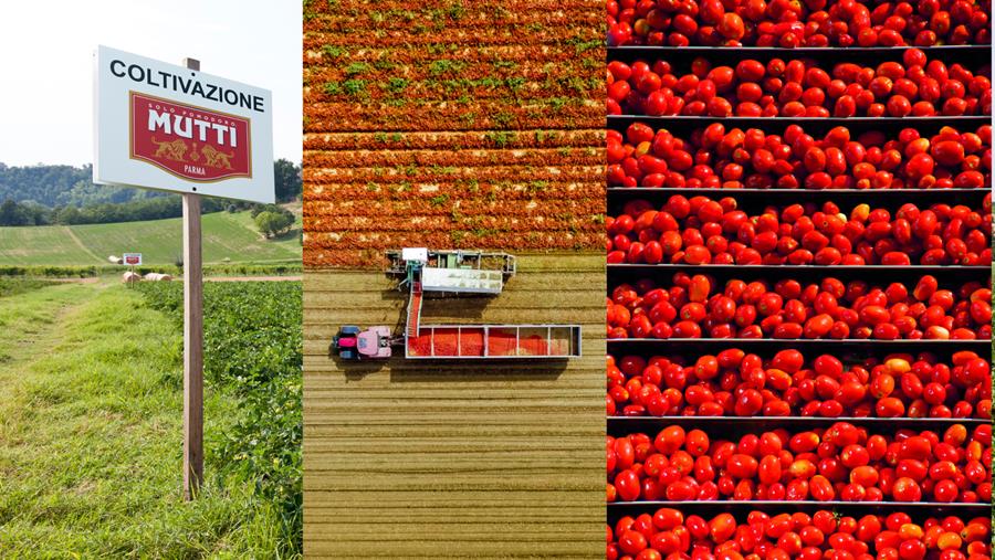 La plus italienne des tomates