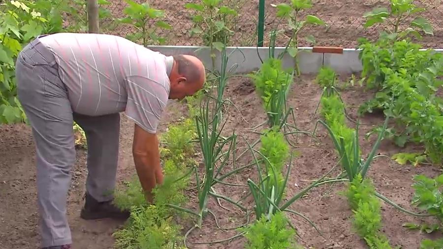 CAROTTES DANS LE JARDIN POTAGER
