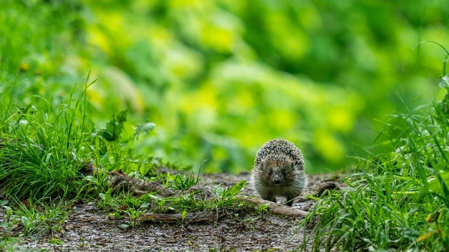 Hoe verkrijg je een natuurlijke tuin?