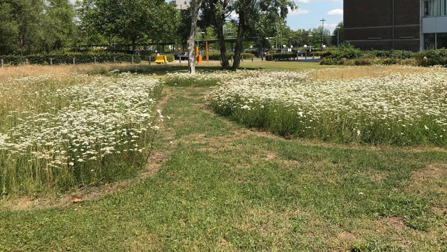 Soutenir la biodiversité dans un jardin bien structuré: comment faire?