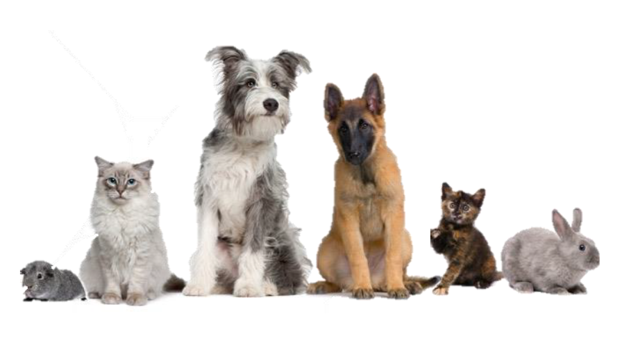 Des animaux domestiques fidèles et des propriétaires sensibles aux prix