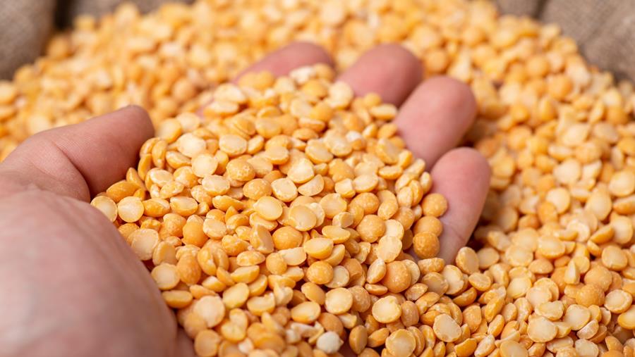 PeaPact: développement d'une chaîne (de protéines) locale pour le pois jaune