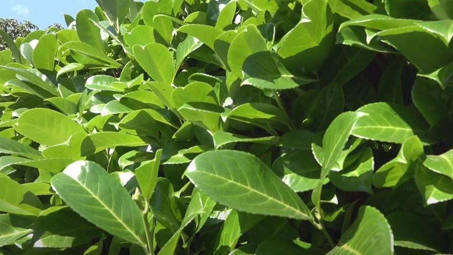 Tout sur les haies et les plantes de haies