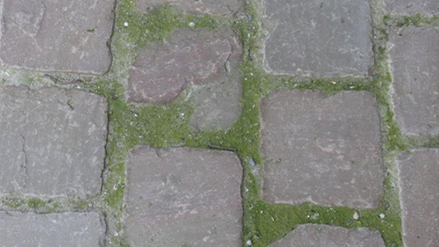 Green Clean®: Jarenlang de nummer één in mos, groenaanslag & schimmelverdelging