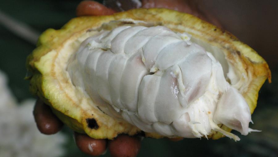 Hoe omgaan met stijgende cacaoprijzen?