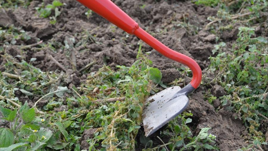 Le dilemme vert: le glyphosate et les alternatives respectueuses de l'environnement