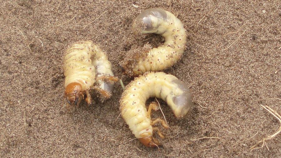 Wanneer enkel natuurlijke plaagbestrijding toegelaten is