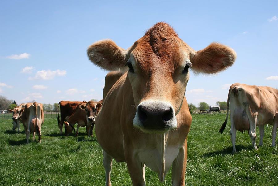 Autre vache, autre lait, meilleur fromage