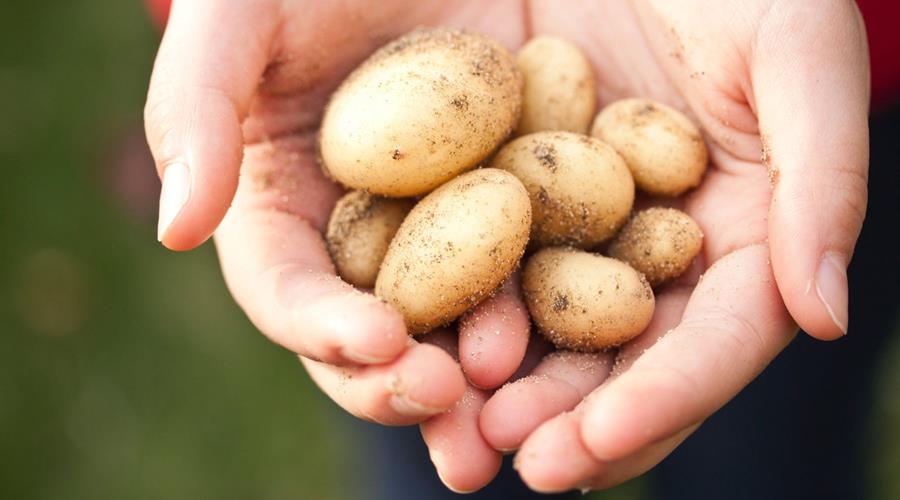 Verdere evolutie naar kleinere verpakkingen in de aardappelrayon
