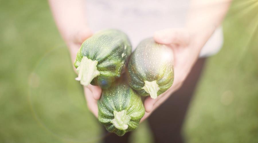 Dossier légumes d'été