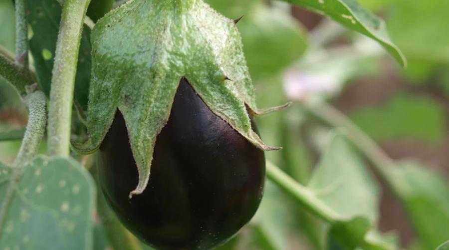 Les aubergines apportent de la couleur dans votre rayon